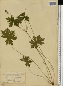 Geranium palustre L., Eastern Europe, West Ukrainian region (E13) (Ukraine)