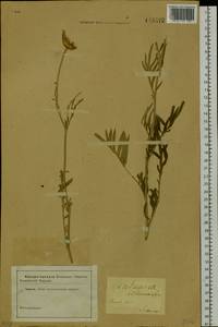 Rhaponticoides ruthenica (Lam.) M. V. Agab. & Greuter, Siberia (no precise locality) (S0) (Russia)