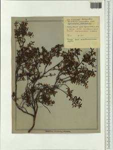 Kalmia procumbens (L.) Gift, Kron & P. F. Stevens, Siberia, Russian Far East (S6) (Russia)