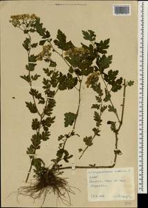 Chrysanthemum indicum L., South Asia, South Asia (Asia outside ex-Soviet states and Mongolia) (ASIA) (North Korea)