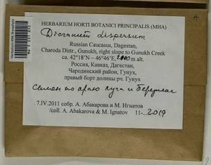 Dicranum dispersum Engelmark, Bryophytes, Bryophytes - North Caucasus & Ciscaucasia (B12) (Russia)