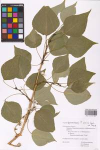 Populus tremuloides Michx., Eastern Europe, Central region (E4) (Russia)