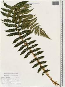 Polystichum aculeatum (L.) Roth, Caucasus, Krasnodar Krai & Adygea (K1a) (Russia)