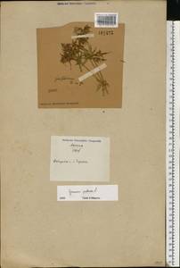 Geranium pratense L., Eastern Europe, North-Western region (E2) (Russia)
