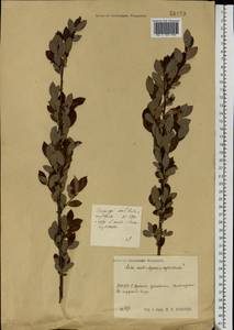 Salix aurita × starkeana × myrtilloides, Eastern Europe, Moscow region (E4a) (Russia)