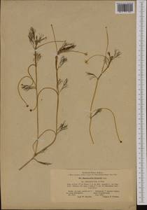 Ranunculus peltatus subsp. baudotii (Godr.) Meikle ex C. D. K. Cook, Western Europe (EUR) (Finland)