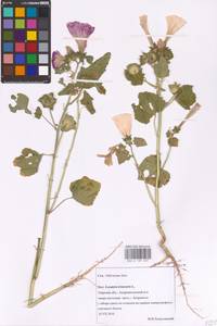 Malva trimestris (L.) Salisb., Eastern Europe, North-Western region (E2) (Russia)