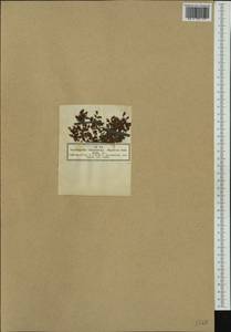 Hypericum humifusum, Western Europe (EUR) (Germany)
