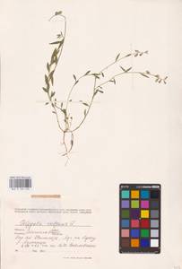 Polygala vulgaris L., Eastern Europe, West Ukrainian region (E13) (Ukraine)