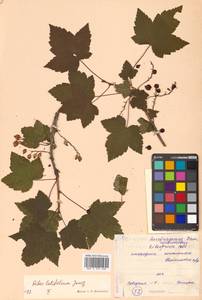 Ribes latifolium Jancz., Siberia, Russian Far East (S6) (Russia)