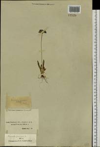 Primula farinosa L., Siberia, Baikal & Transbaikal region (S4) (Russia)