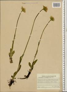 Doronicum oblongifolium A. DC., Caucasus, Stavropol Krai, Karachay-Cherkessia & Kabardino-Balkaria (K1b) (Russia)