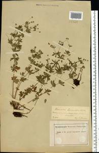 Potentilla erecta (L.) Raeusch., Eastern Europe, Central forest-and-steppe region (E6) (Russia)