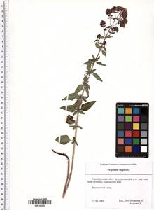 Origanum vulgare L., Eastern Europe, Eastern region (E10) (Russia)