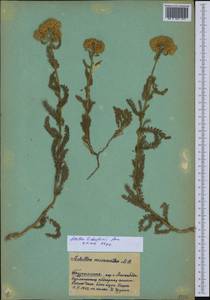 Achillea arabica Kotschy, Middle Asia, Karakum (M6) (Turkmenistan)