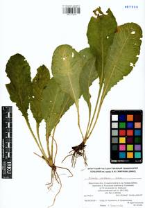 Primula elatior subsp. pallasii (Lehm.) W. W. Sm. & Forrest, Siberia, Baikal & Transbaikal region (S4) (Russia)