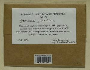 Grimmia jacutica Ignatova, Bedn.-Ochyra, Afonina & J. Muñoz, Bryophytes, Bryophytes - Russian Far East (excl. Chukotka & Kamchatka) (B20) (Russia)