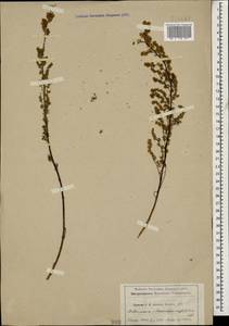 Artemisia chamaemelifolia Vill., Caucasus (no precise locality) (K0)