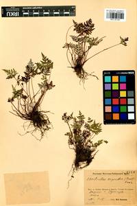 Aleuritopteris argentea (S. G. Gmel.) Fée, Siberia, Baikal & Transbaikal region (S4) (Russia)