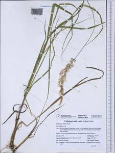 Calamagrostis varia (Schrad.) Host, Western Europe (EUR) (Italy)