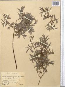 Salix capusii Franch., Middle Asia, Western Tian Shan & Karatau (M3) (Kazakhstan)