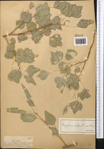 Populus euphratica Olivier, Middle Asia, Muyunkumy, Balkhash & Betpak-Dala (M9) (Kazakhstan)