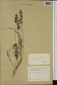 Eragrostis cilianensis (All.) Janch., Western Europe (EUR) (France)