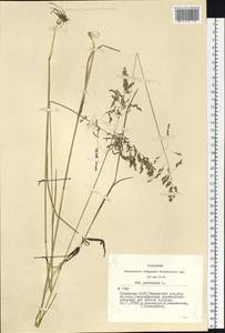 Poa pratensis L., Siberia, Altai & Sayany Mountains (S2) (Russia)