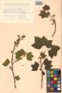 Ribes rubrum L., Siberia, Russian Far East (S6) (Russia)