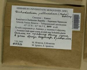 Dichodontium pellucidum (Hedw.) Schimp., Bryophytes, Bryophytes - North Caucasus & Ciscaucasia (B12) (Russia)