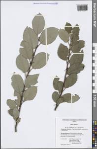 Salix caprea L., Eastern Europe, North-Western region (E2) (Russia)