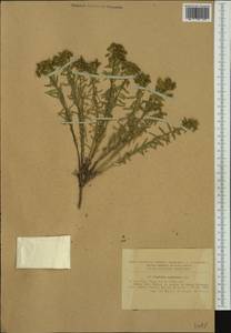 Euphorbia seguieriana Neck., Western Europe (EUR) (Romania)