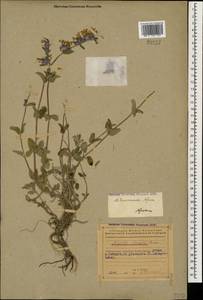 Nepeta racemosa subsp. racemosa, Caucasus, Azerbaijan (K6) (Azerbaijan)