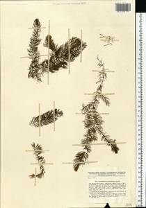 Ceratophyllum platyacanthum subsp. platyacanthum, Eastern Europe, North Ukrainian region (E11) (Ukraine)