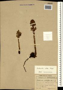 Orobanche alba Steph. ex Willd., Crimea (KRYM) (Russia)