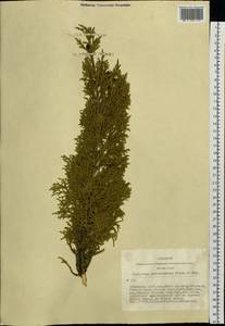 Juniperus pseudosabina Fisch. & C.A.Mey., Siberia, Altai & Sayany Mountains (S2) (Russia)