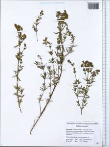 Galium boreale L., Siberia, Baikal & Transbaikal region (S4) (Russia)