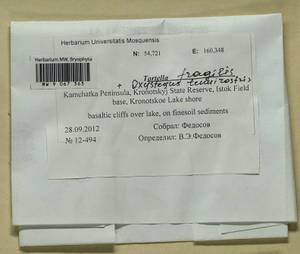 Tortella fragilis (Drumm.) Limpr., Bryophytes, Bryophytes - Chukotka & Kamchatka (B21) (Russia)