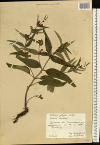 Phlomis herba-venti subsp. pungens (Willd.) Maire ex DeFilipps, Eastern Europe, South Ukrainian region (E12) (Ukraine)