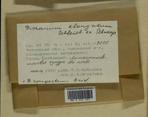 Dicranum elongatum Schleich. ex Schwägr., Bryophytes, Bryophytes - Baikal & Transbaikal regions (B18) (Russia)