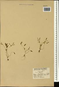 Ranunculus lateriflorus DC., Caucasus, Georgia (K4) (Georgia)