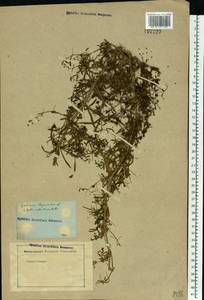 Galium aparine L., Eastern Europe, Rostov Oblast (E12a) (Russia)