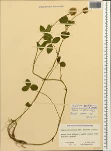 Trifolium ambiguum M.Bieb., Caucasus, North Ossetia, Ingushetia & Chechnya (K1c) (Russia)