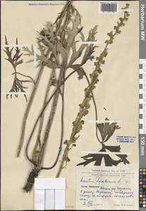 Aconitum, South Asia, South Asia (Asia outside ex-Soviet states and Mongolia) (ASIA) (China)