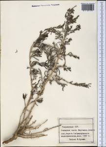 Haloxylon regelii Bunge, Middle Asia, Syr-Darian deserts & Kyzylkum (M7) (Tajikistan)