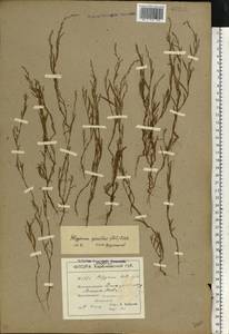 Polygonum patulum subsp. patulum, Eastern Europe, South Ukrainian region (E12) (Ukraine)