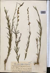 Linaria popovii Kuprian., Middle Asia, Western Tian Shan & Karatau (M3) (Uzbekistan)