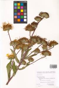 Inula helenium L., Eastern Europe, Central forest-and-steppe region (E6) (Russia)