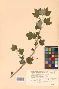 Ribes latifolium Jancz., Siberia, Russian Far East (S6) (Russia)