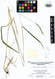Elymus gmelinii (Trin.) Tzvelev, Siberia, Baikal & Transbaikal region (S4) (Russia)